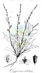 Oxygonum alatum