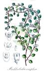 Muehlenbeckia complexa
