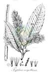 Triplaris weigeltiana