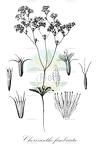 Chorizanthe fimbriata