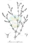 Mucronea californica
