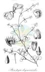 Pterostegia drymarioides