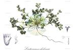 Lastarriaea chilensis