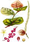 Coccoloba uvifera
