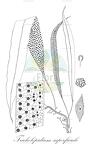 Tricholepidium superficiale