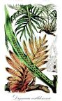 Drynaria willdenowii