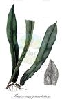 Microsorum punctatum