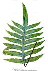 Phlebodium aureum