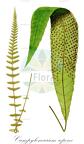 Campyloneurum repens