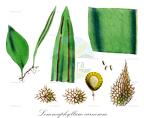 Lemmaphyllum carnosum