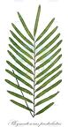 Phymatosorus pustulatus