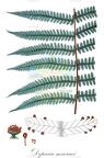 Deparia macraei