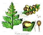 Culcita macrocarpa