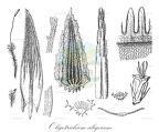Oligotrichum aligerum