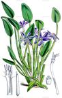 Heteranthera limosa