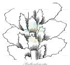 Porella arboris-vitae