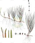 Stuckenia filiformis