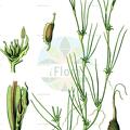 Zannichellia palustris
