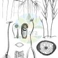 Althenia filiformis