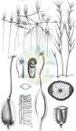 Althenia filiformis