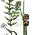 Groenlandia densa