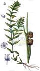 Groenlandia densa