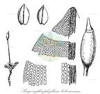 Bryoerythrophyllum bolivianum