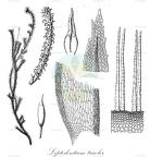 Leptodontium tricolor