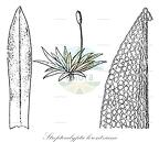 Streptocalypta lorentziana