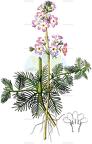 Hottonia palustris