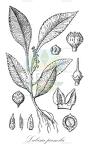 Labisia pumila
