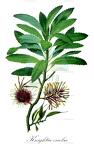 Knightia excelsa