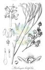 Stirlingia latifolia