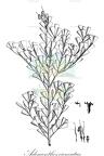 Adenanthos cuneatus