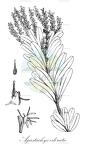 Agastachys odorata
