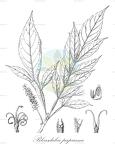 Bleasdalea papuana