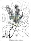 Cardwellia sublimis