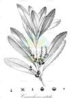 Cenarrhenes nitida