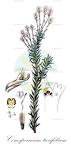 Conospermum taxifolium
