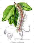 Faurea rochetiana