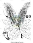 Faurea rochetiana