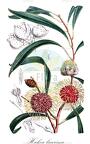 Hakea laurina