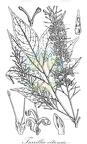 Turrillia vitiensis