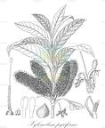 Xylomelum pyriforme