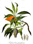 Xylomelum pyriforme