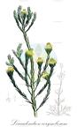 Leucadendron corymbosum