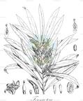 Toronia toru