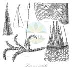 Lescuraea saxicola