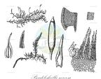 Pseudoleskeella nervosa