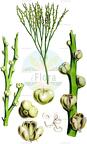 Psilotum nudum
